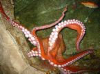 20080420024045-abril01iggpulpo.jpg