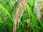 20080612024050-arroz.jpg