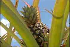 20080702192117-pina-17.jpg