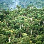 20080702192407-bosque-cuba-27.jpg