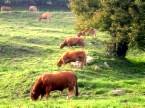 20080920035949-septiembre18iggvacas.jpg