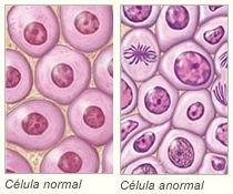 20090107174345-celulas.jpg