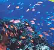 20090119012040-peces.jpg