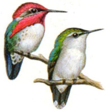 20090411184811-el-pajaro-mosca.jpg