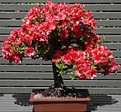 20090615000427-bonsai-flor.jpg