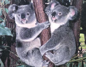 20091002235510-koalas.jpg