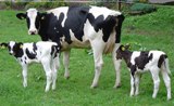 20091123044045-vaca-nombre.jpg