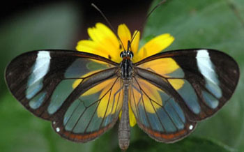 20091125211511-mariposa.jpg